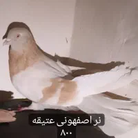 زرد اصفهونی کله ای و سرخ تهرونی|پرنده|فولادشهر, مسکن مهر فولادشهر|دیوار