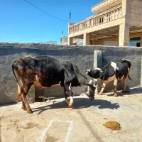 گاو گوساله|حیوانات مزرعه|حمیل, |دیوار