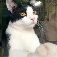 وگذاری