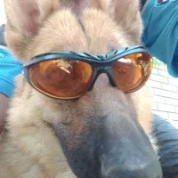 ژرمن ورک ماده|سگ|ورامین, خیر آباد|دیوار