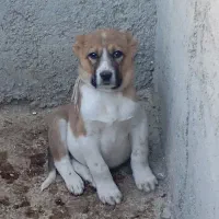 توله سرابی افغان|سگ|قزوین, |دیوار