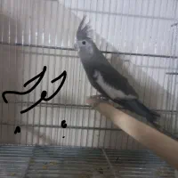 جفت عروس هلندی وایت فیس|پرنده|قم, محمد آباد|دیوار