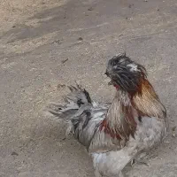 خروس|حیوانات مزرعه|بوئین زهرا, |دیوار