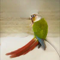 جفت گرینچیک