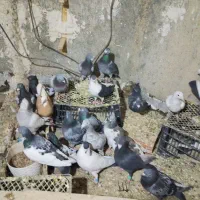 کفتر|پرنده|شیروان (خراسان), |دیوار