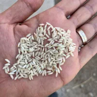 برنج عنبربو شوشتر