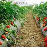 سوله  تولید گیاهان گلخانه ای|خدمات باغبانی و درختکاری|سبزوار, قصبه شرقی|دیوار