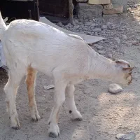 کهر سالم و سرحال