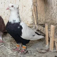 دم سیاه و دم قهوه ای