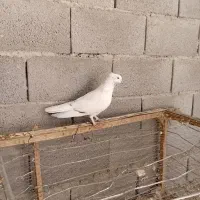 کبوتر نر|پرنده|لاران, |دیوار