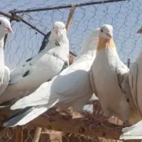 کفتر پرشی تیر|پرنده|تهران, اتحاد|دیوار