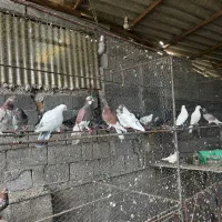 کبوتر پرشی|پرنده|بابل, |دیوار