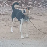 سگ ژرمن