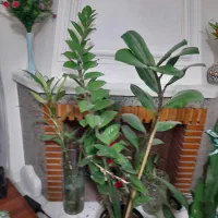 گل وگیاه