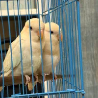 کوتوله برزیلی|پرنده|قشم, |دیوار