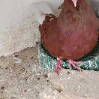 کفتر سرخ دم سفید