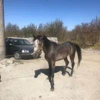 اسب ۵ساله