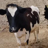 گاو|حیوانات مزرعه|نیشابور, ماروسک|دیوار