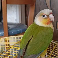 گرینچیک گم شده