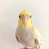 پرنده|پرنده|خمینیشهر, |دیوار