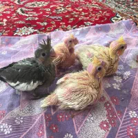 عروس هلندی سرلاکی رام