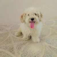 سگ خانگی شیتزو