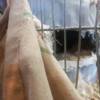 عروس هلندی فوق مولد|پرنده|شاهین‌شهر, شهرک گلدیس|دیوار