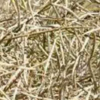 کاه کلزا درجه یک