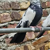 سرخ نوک قنار کله سرخ نوک چفت کله ای کله دم سبز|پرنده|خزل, |دیوار