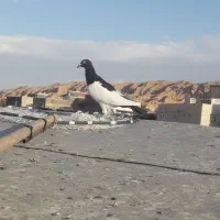 یهودی نروخوشتیپ