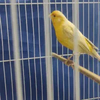 قناری زیتونی نر مست دهن سهره|پرنده|مشهد, تلگرد|دیوار