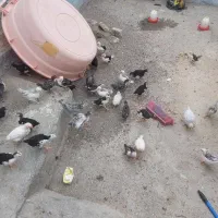 جوجه مرغ گلین لری