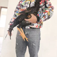 دو عدد خروس لاری جوجه اوشامو