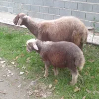 گوسفند نر وره مار جوان  داشتی