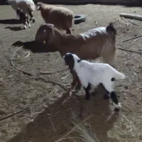 بز شکم دوم فروشی