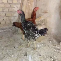 تخم لاری نطفه دار