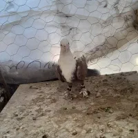 پرنده سار کربلایی کفتر