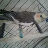 عروس هلندی