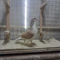 ساده چپ|پرنده|مشهد, محمدآباد|دیوار