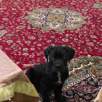 ماستیف ایتالیایی کنکورسو|سگ|اندیشه, اندیشه فاز ۳|دیوار