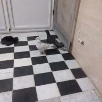 دوتا نر کفتر معاوضه با جوجه عروس هلندی|پرنده|قائن, |دیوار