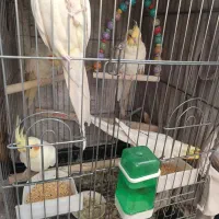 عروس هلندی/بالغ