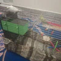 معاوضه با عروس هلندی|پرنده|رومشکان, |دیوار