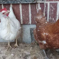 دوتا مرغ تخمگذار سالم و سرحال