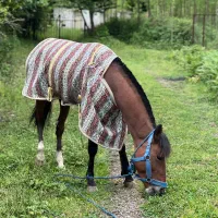 اسب نریان 4سال