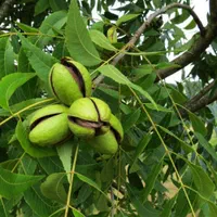 انواع نهال|خدمات باغبانی و درختکاری|کرمانشاه, |دیوار