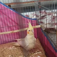 پرنده|پرنده|بروجرد, |دیوار