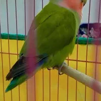 جفت طوطی برزیلی نر و ماده مولد|پرنده|اندیمشک, |دیوار