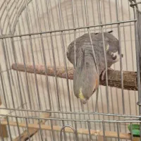 عروس هلندی دستی سخنگو