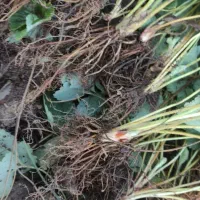 توت فرنگی|خدمات باغبانی و درختکاری|امامزاده عبدالله, |دیوار